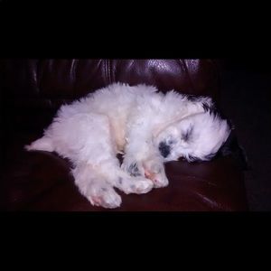 Meet your Posher, Maya